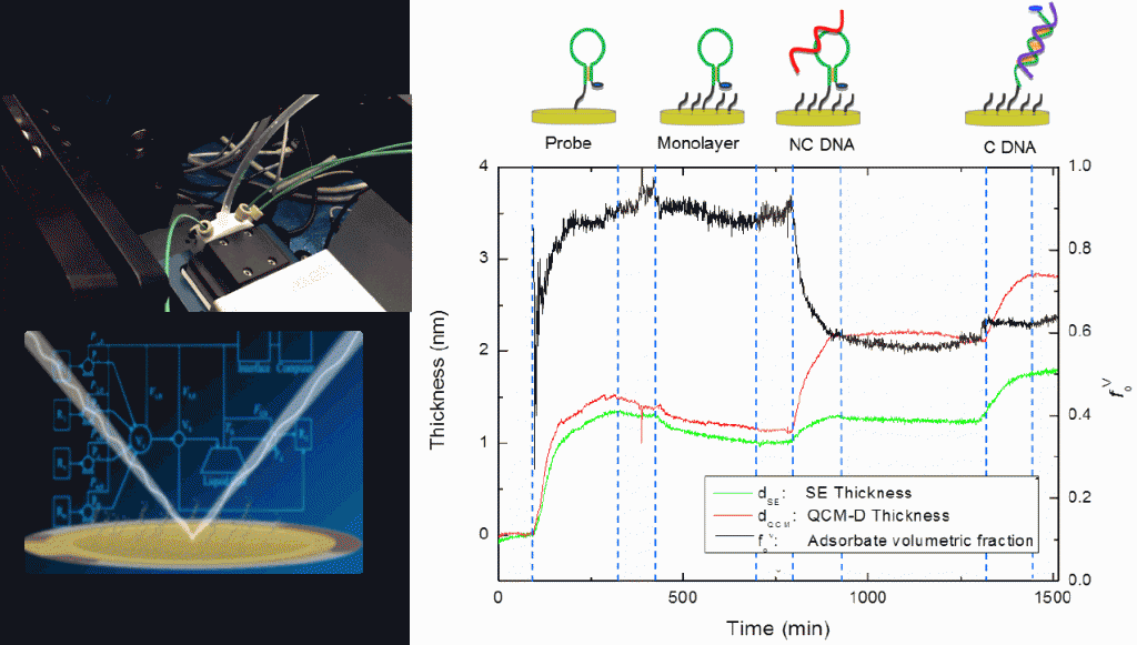SE-QCM-DNA