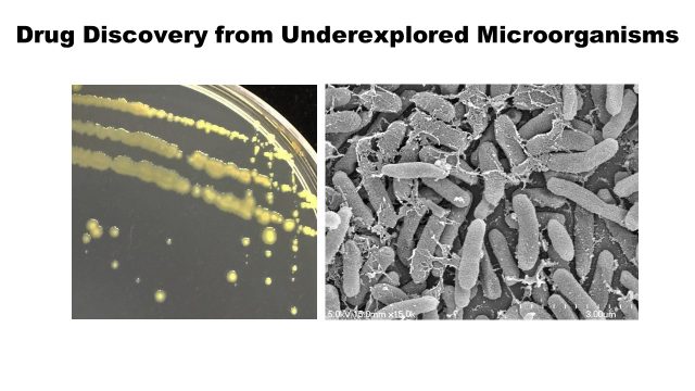 Drug Discovery from Underexplored Microorganisms