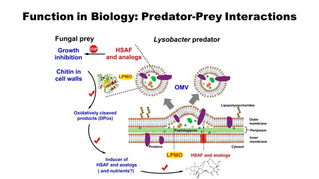 Function in Biology: Predator-Prey Interactions