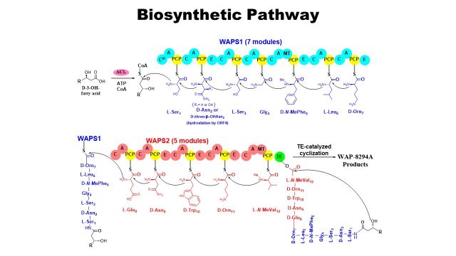 Biosynthetic Pathway