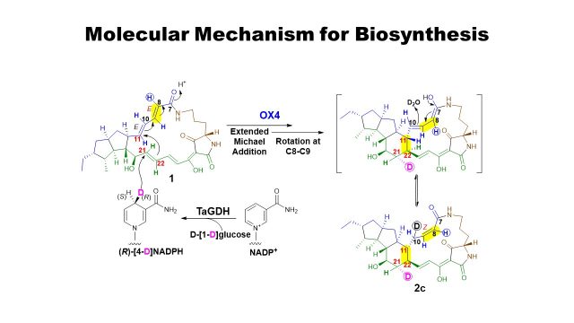 Molecular Mechanism for Biosynthesis