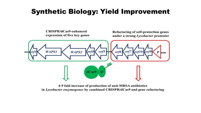Synthetic Biology: Yield Improvement