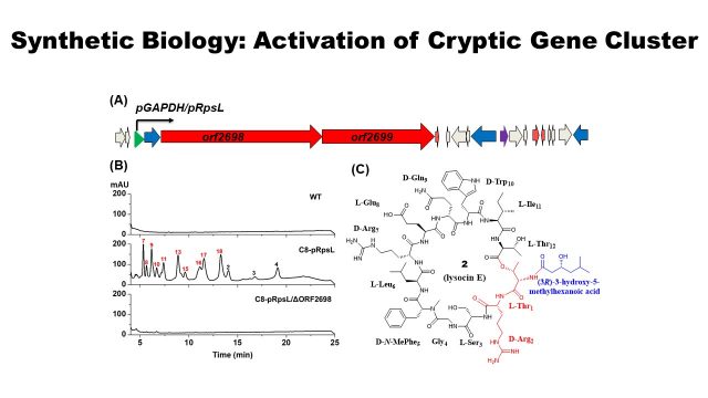 Synthetic Biology: Activation of Cryptic Gene Cluster