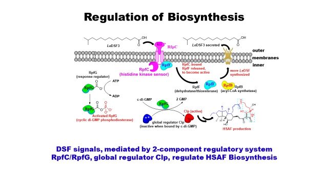 Regulation of Biosynthesis