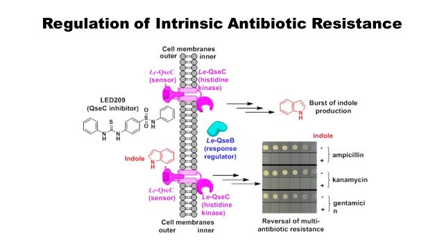 Regulation of Intrinsic Antibiotic Resistance