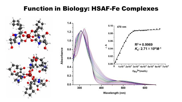 Function in Biology: HSAF-Fe Complexes